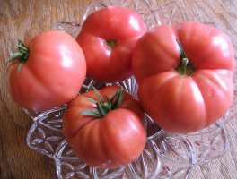 6 vähenõudlik alamõõdulised tomati aretamiseks Siberi