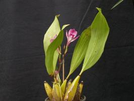 Lõhnavad Orchid bifrenariya - julge tõsta ilu? peensusi kasvatamise