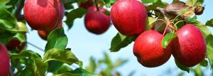 Õunapuu - põllumajandus- tehnik ja bioloogilisi omadusi