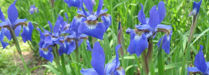 Iris lill siluetid ähmaselt meenutab keerukas orhidee
