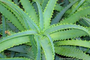 Agave: raviomadusi taimede