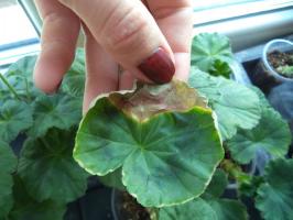 Top 5 Pelargonium haiguste ja nende ravi