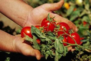 6 saladusi: tomatid on maitsvad, mahlane ja suur
