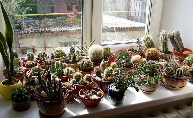 Collection kaktused lõuna aknas