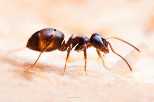 Sipelgate pakkuda manna ainult täiendavaid koostisosa