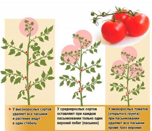 Pasynkovanie tomat on mitu kindlustusskeemi | Allikas foto my-fasenda.ru