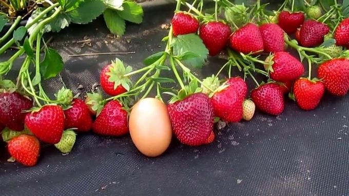Vintage suur ja magus maasikad (Foto Internet)