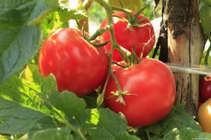 Kiirendab valmimise tomatid ja suurendada nende saagiks 2 korda
