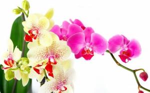 Hoolitse orhidee pärast õitsemist