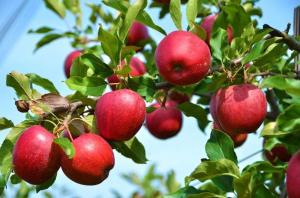 Mida teha, kui õun ja ploom ei kanna vilja?