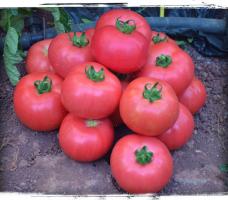 6 sorti suured ja lihavad tomatid