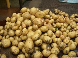 Pannes kuni 15 kg. kartulid 1 sq. m: meetod Kvartalnova