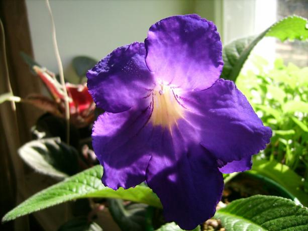 Suured lilled - üks tähtsamaid eeliseid strepokarpusa