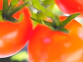 5 viisi kiirendada valmimise tomatid