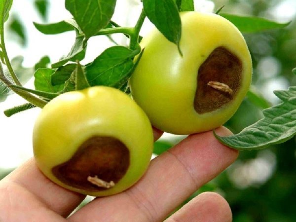 Klassikaline näide tipmine mäda tomatite. Fotod - liveinternet.ru