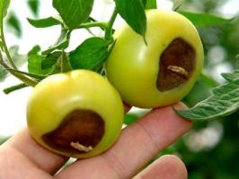 Blossom mäda tomatite: Sümptomid ja ravi
