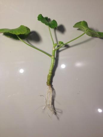 Geranium varred juured (foto-Internet)