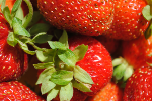 Kuidas istutada ja paljundamiseks maasikad agrovoloknom aias. Plusse ja miinuseid