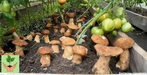 Kuidas kasvatada seened suvila