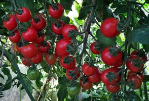 Kuidas toita tomatid augustis valmivad kiiremini ja rohkem