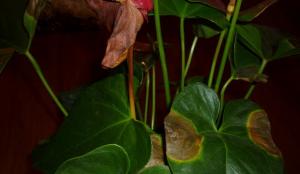 Anthurium haiguse ja nende ravi