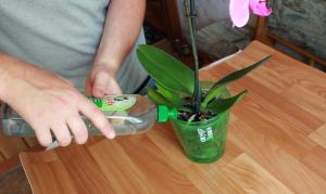 Kui tihti ja kuidas kasta orhidee maja