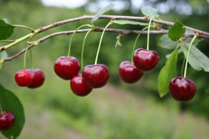 Cherry head vilja järgmisel aastal: Kuidas väetada ja kaitsta näriliste