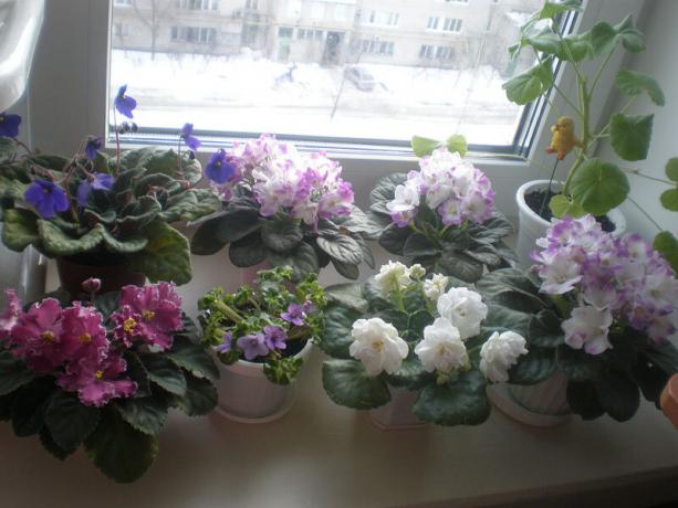 Harv variant: Lillad, õitsemise talvel. Vaata: http://ssdosug.ru