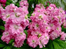 Top 8 lõhnavad lilled lillepeenarde