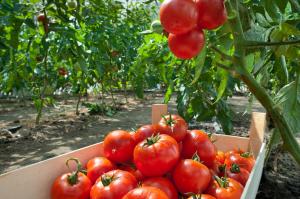 Kuidas kasvatada rikkalikku saaki tomatid: kontrolli lehed