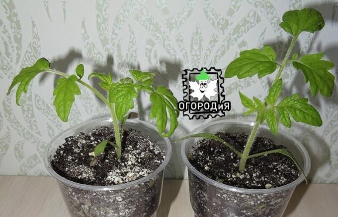 Tomati seemikud 2019