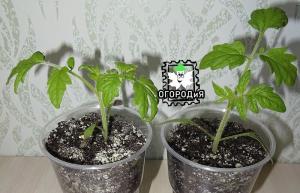 Kasvatame koos varaseid tomateid
