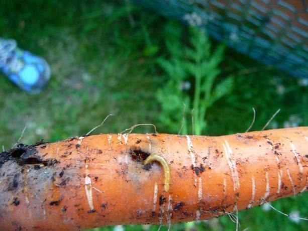Mardikad - mardikas vastsed, traatusse. Golden uss ei ole lihtsalt mehaaniliste vigastuste - sügavate käikude ja sööb root sees. Tavaliselt auk rohkem ja muutub "gateway" jaoks seente ja bakterite, sest kus põllukultuuri mädanenud. On, sa oled tõenäoliselt!