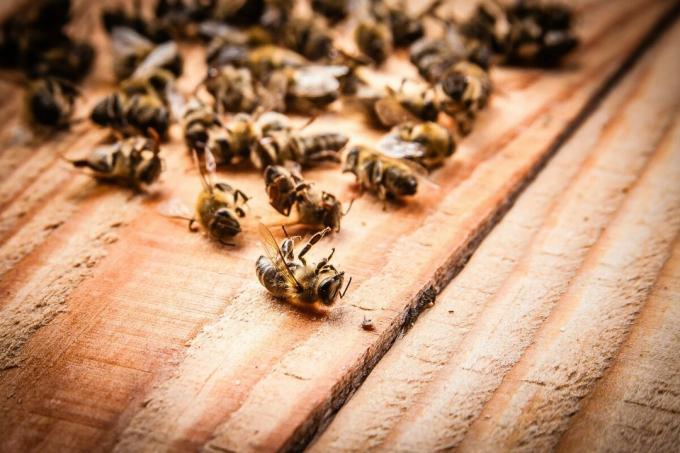 Mass surma mesilaste 2019 | ZikZak