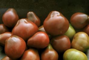Sordid tomatid, mis on kontrollitud ja kiitust tellijatele